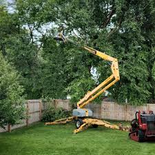 Trusted Ball Pond, CT  Tree Services Experts